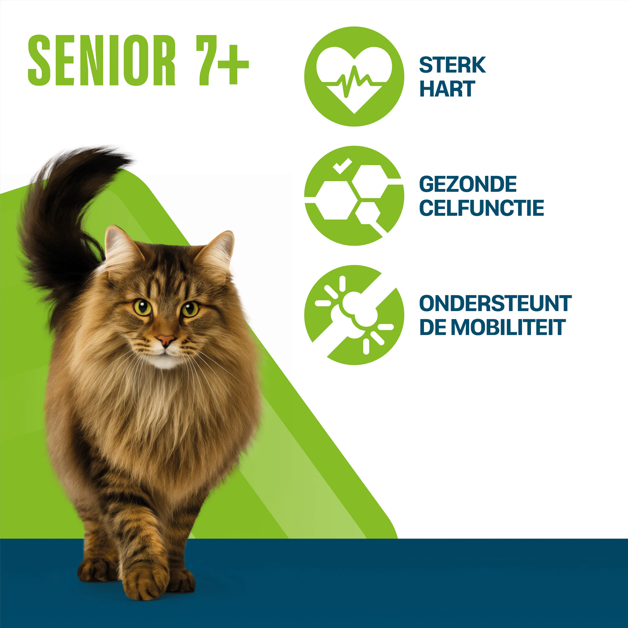 Perfect Fit Senior 7+