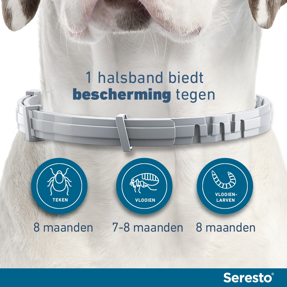 Seresto Hond