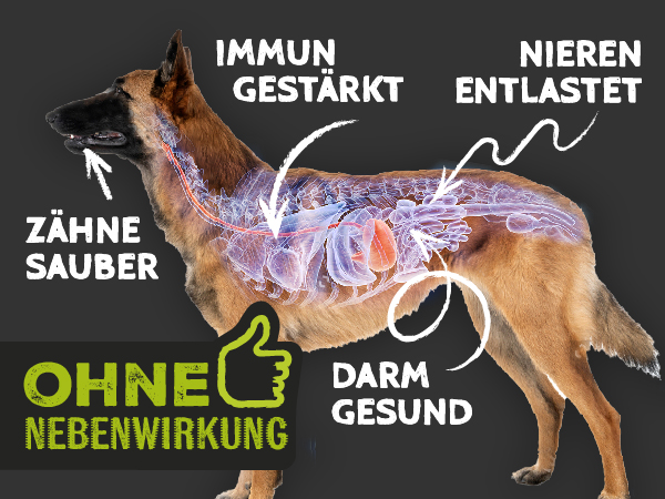 Qchefs Zahnputzkohle Hund