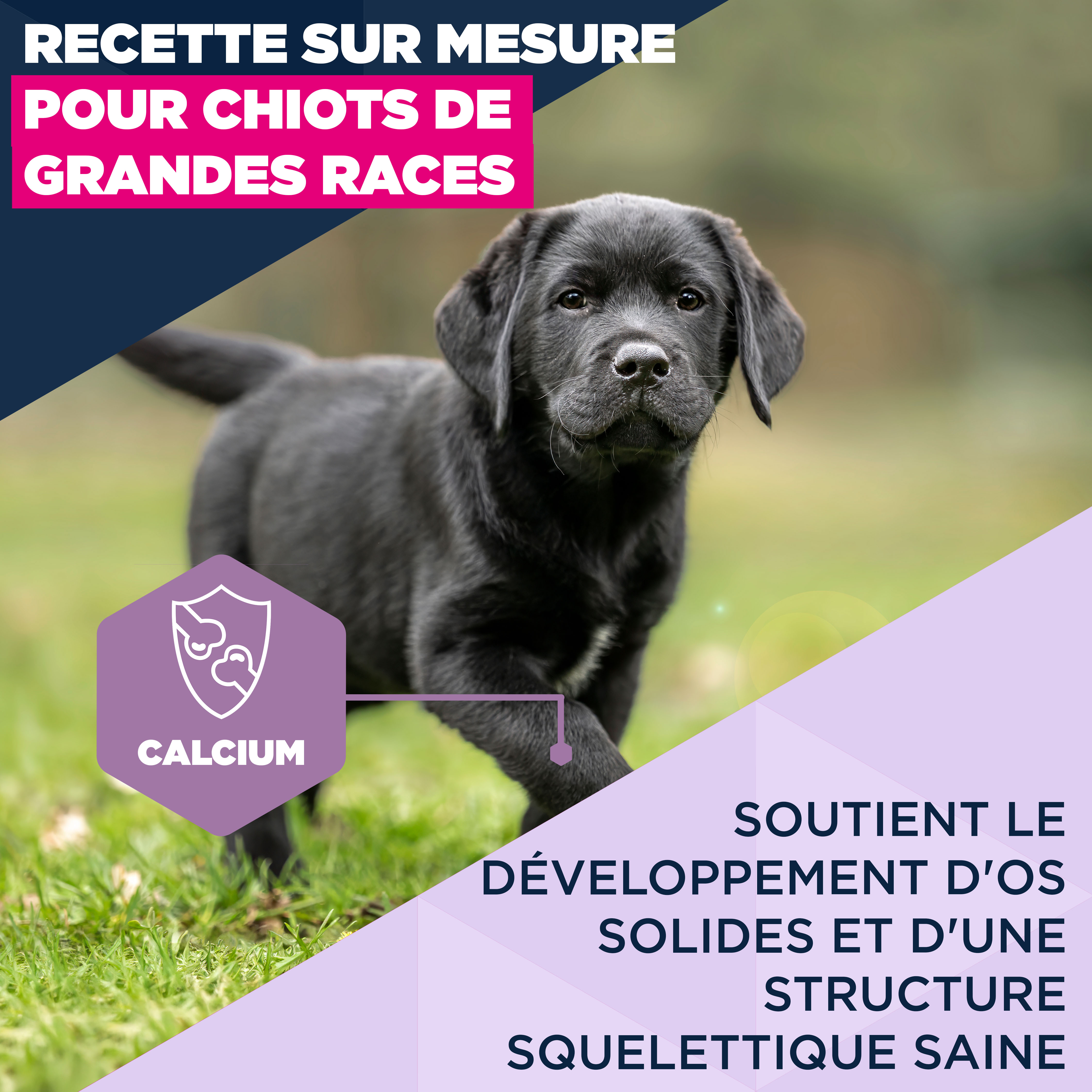 Eukanuba Dog - Life Care Puppy - Large Breed