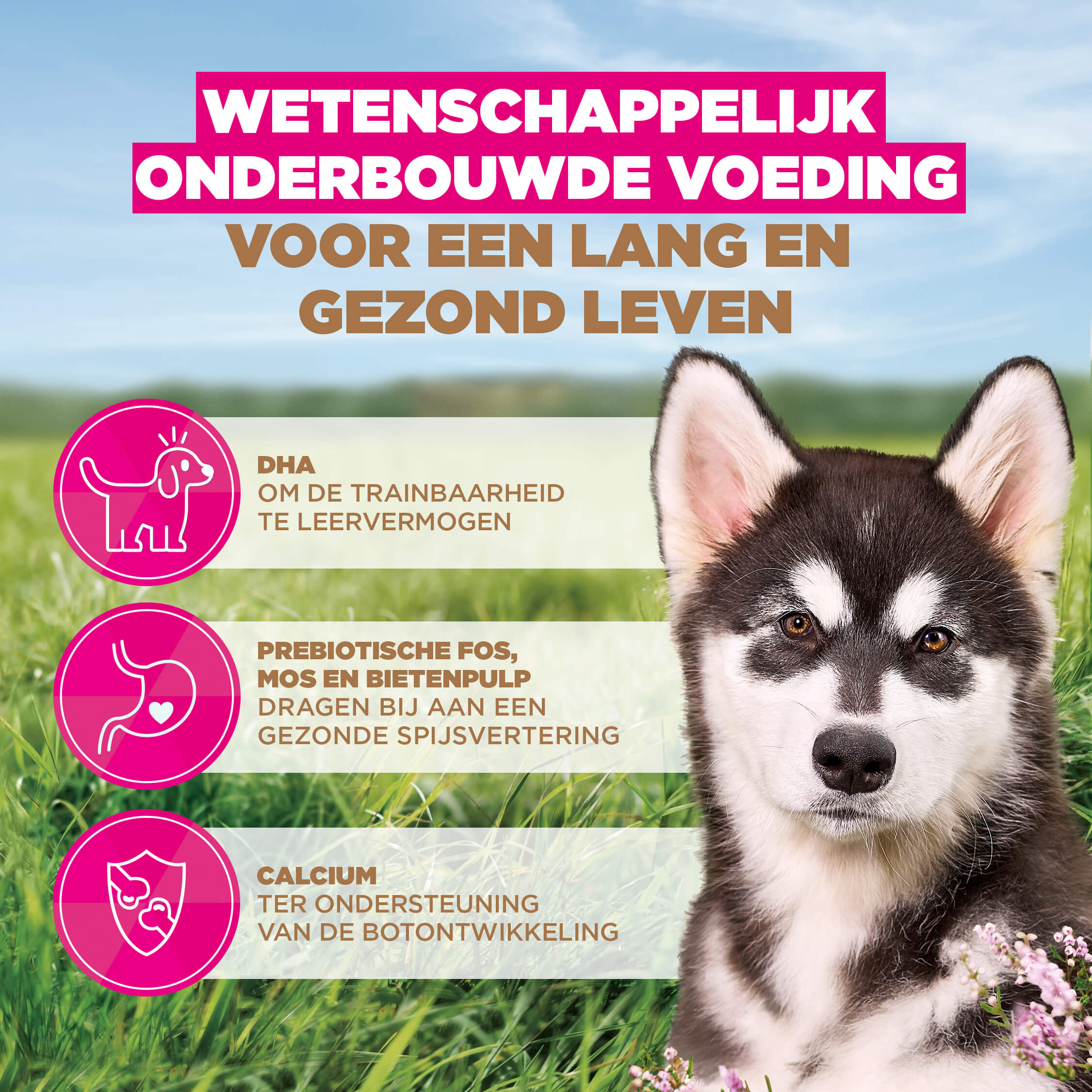 Eukanuba Dog Junior Large Grainfree Hondenvoer