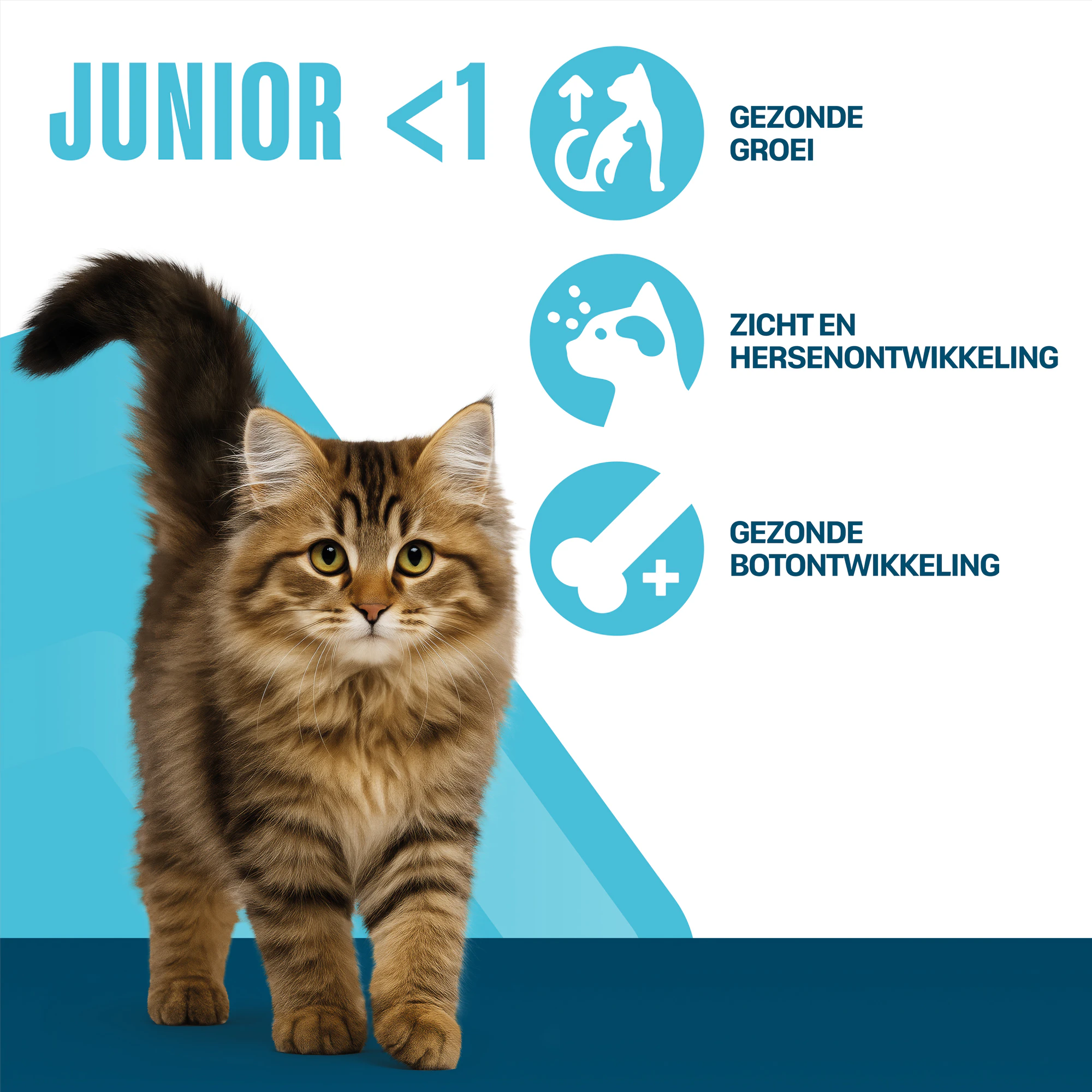 Perfect Fit Junior <1