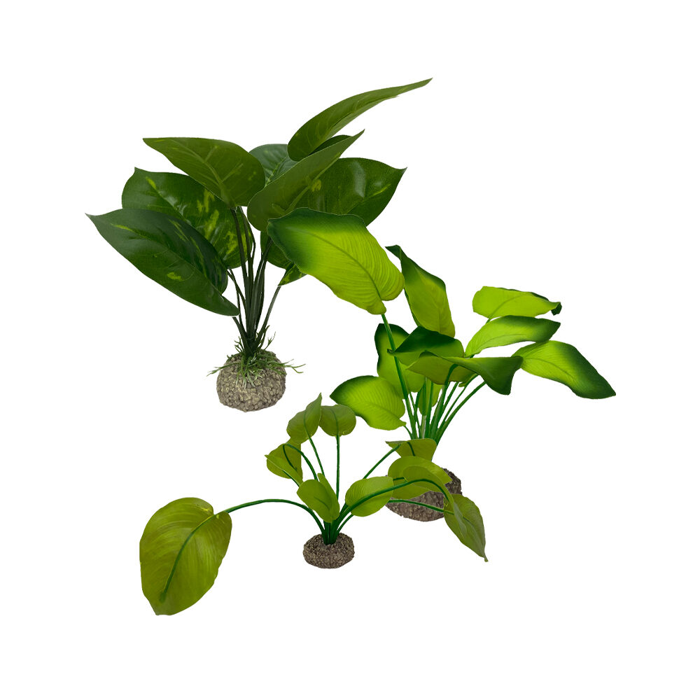 Aqua Della Anubias