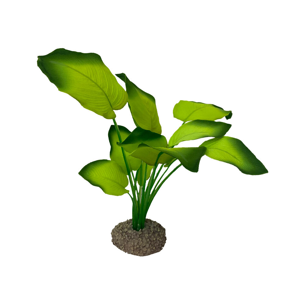 Aqua Della Anubias