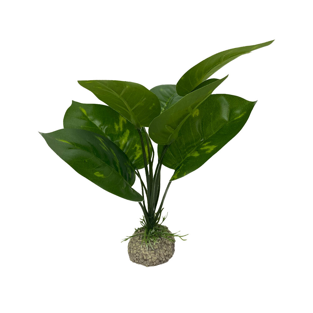 Aqua Della Anubias