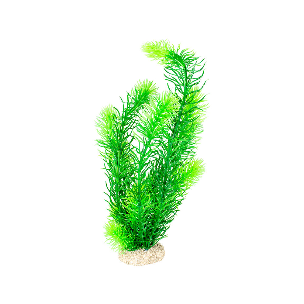 Aqua Della Hornwort