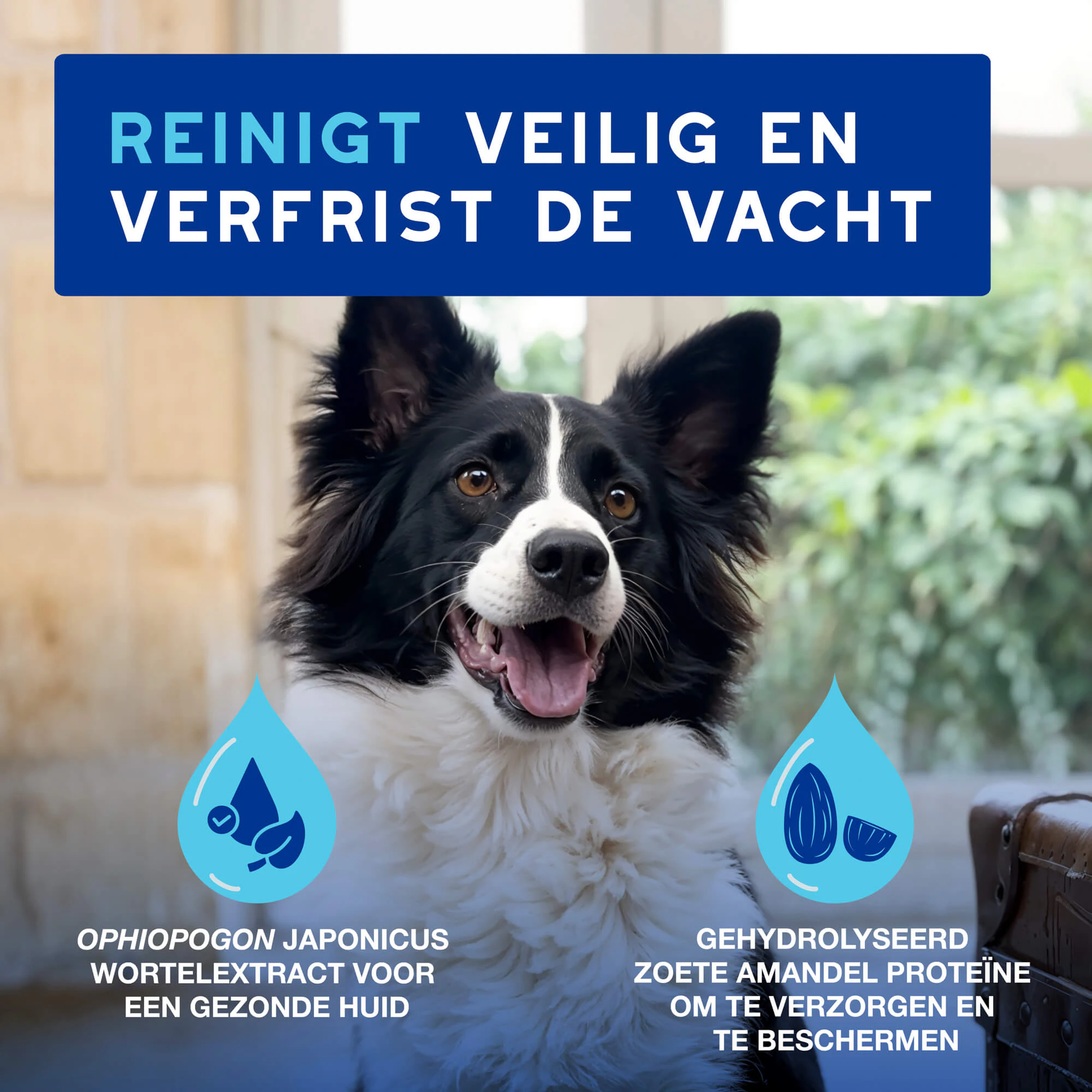 Douxo Spa Dog Mousse