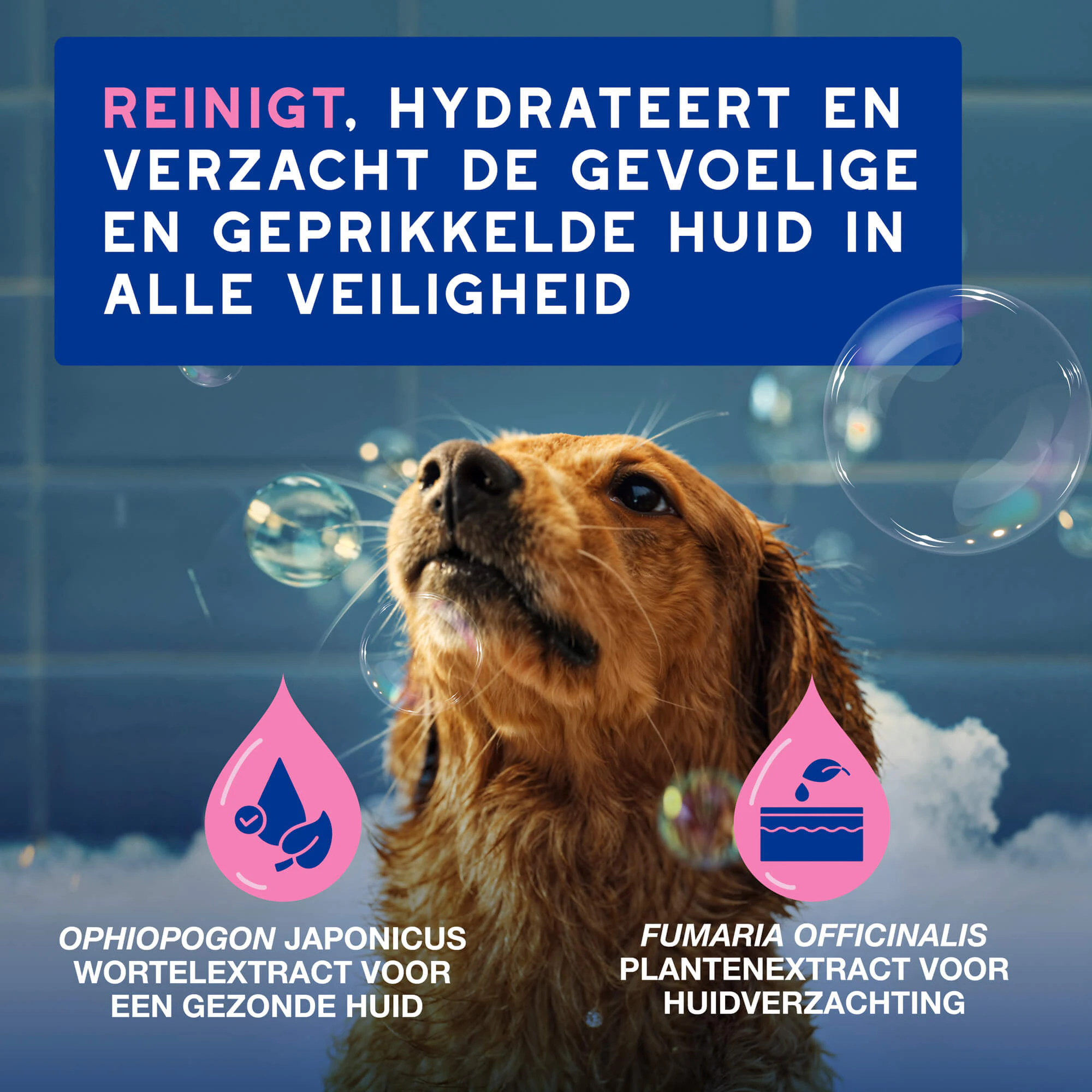 Douxo spa Shampoo bij geprikkelde huid