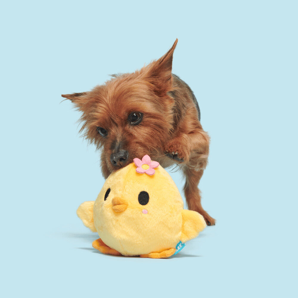 Bark Lil Hennifer Chicken