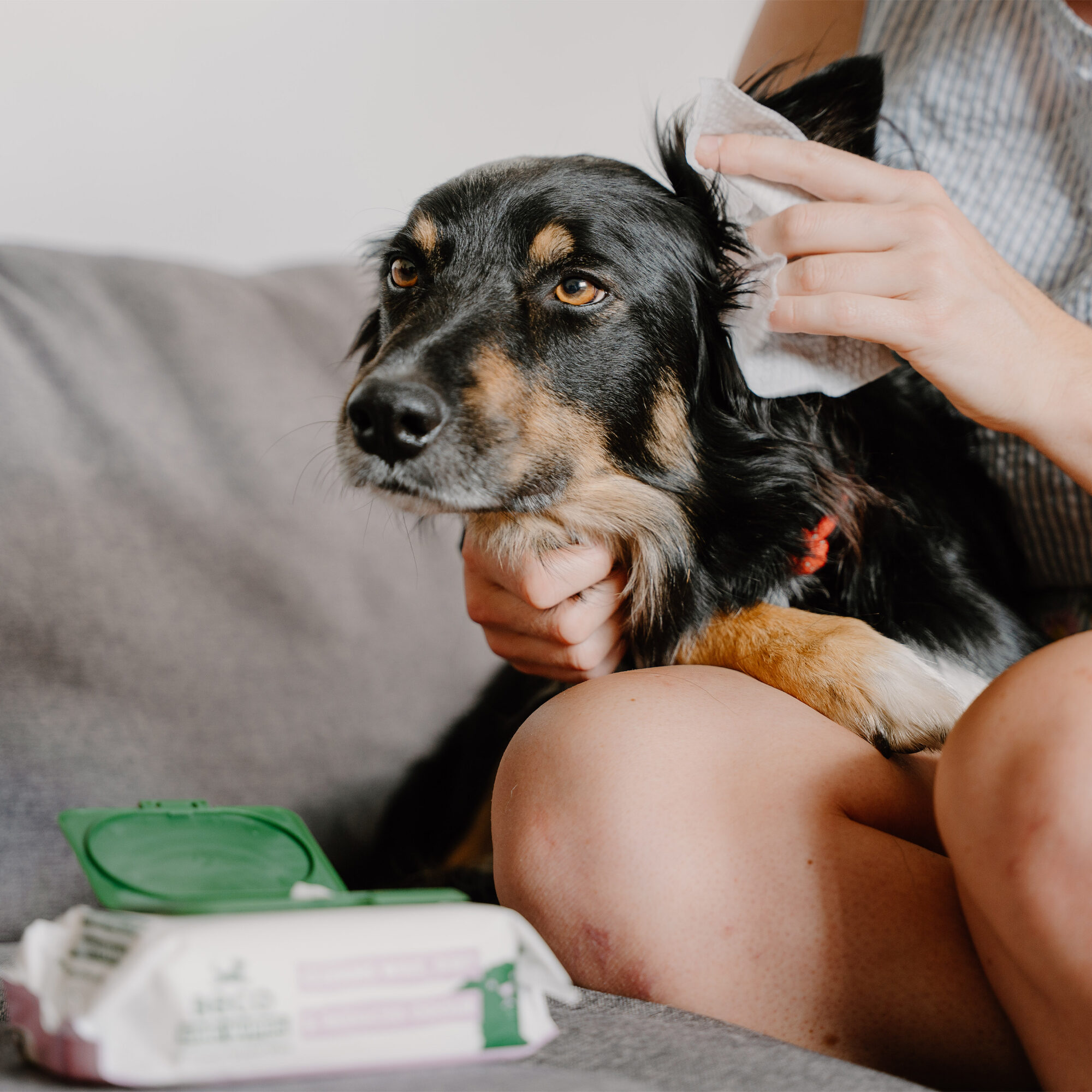 Beco Dog Ear Wipes - Coconut