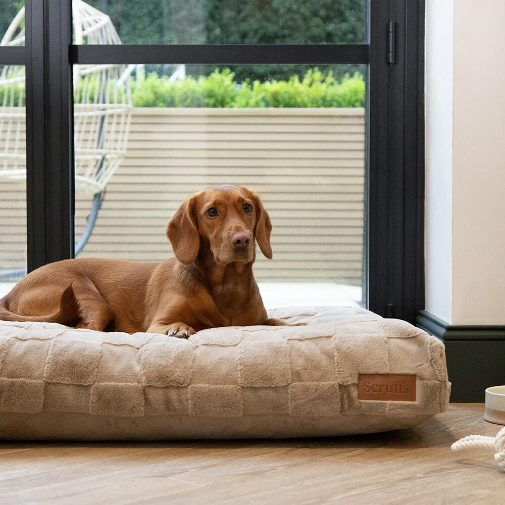 Beco Steady Dog Bowl