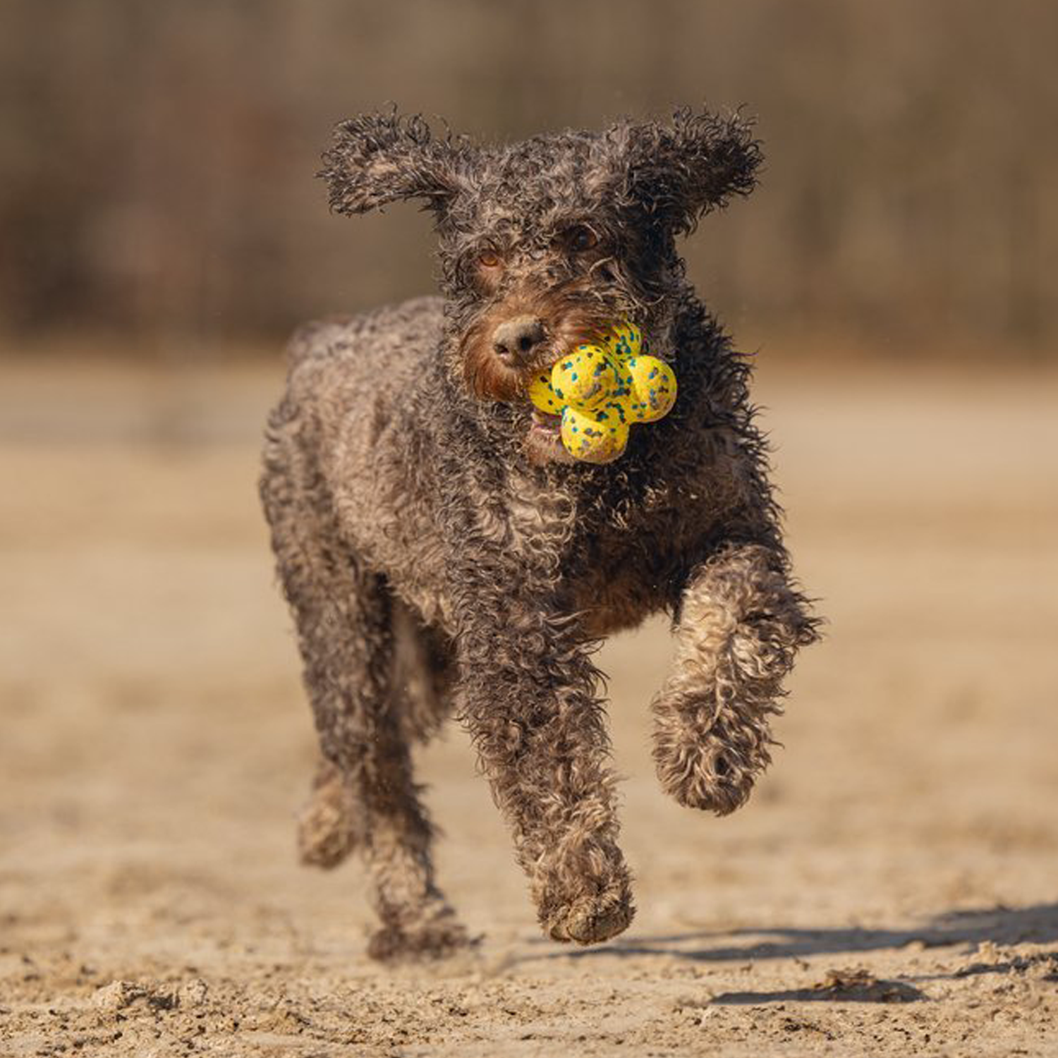 Beeztees Fetch Atoom