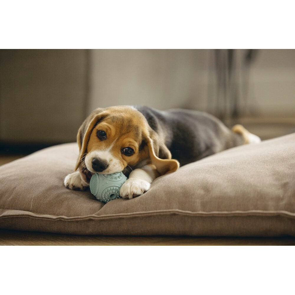 Beeztees Puppy Dental Ball