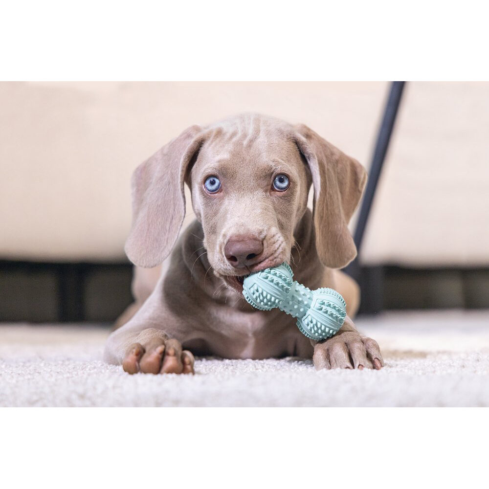 Beeztees Puppy Dental Halter