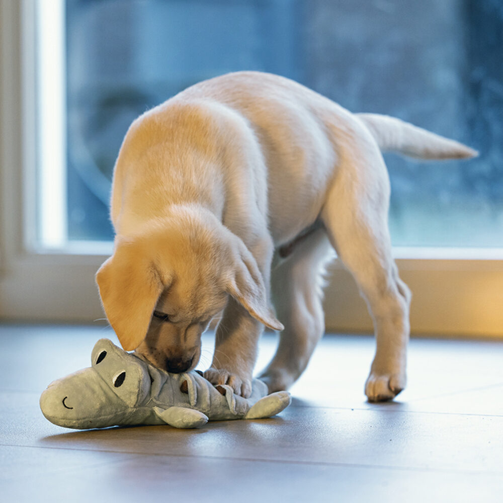 Beeztees Puppy Krokodil Jake