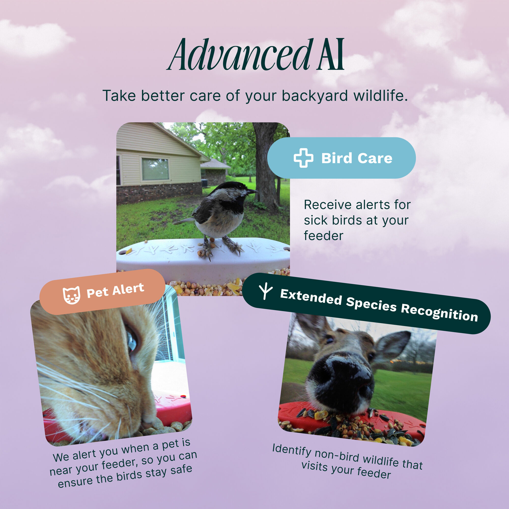 Bird Buddy Smart Bird Feeder