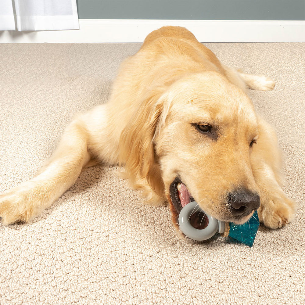 PetSafe Jewel Pop