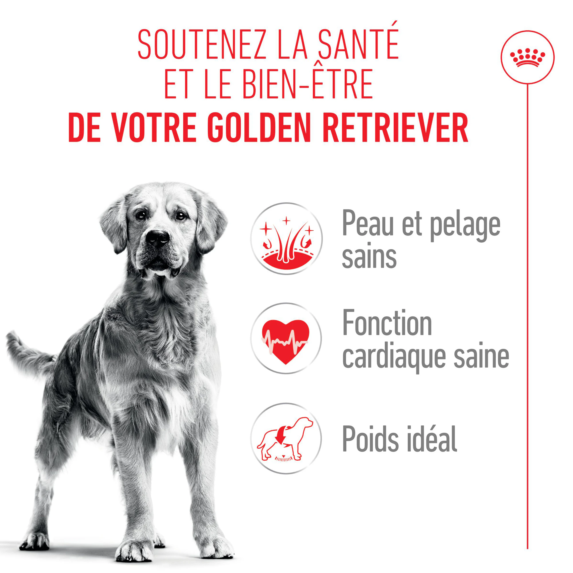 Royal Canin Golden Retriever Adult