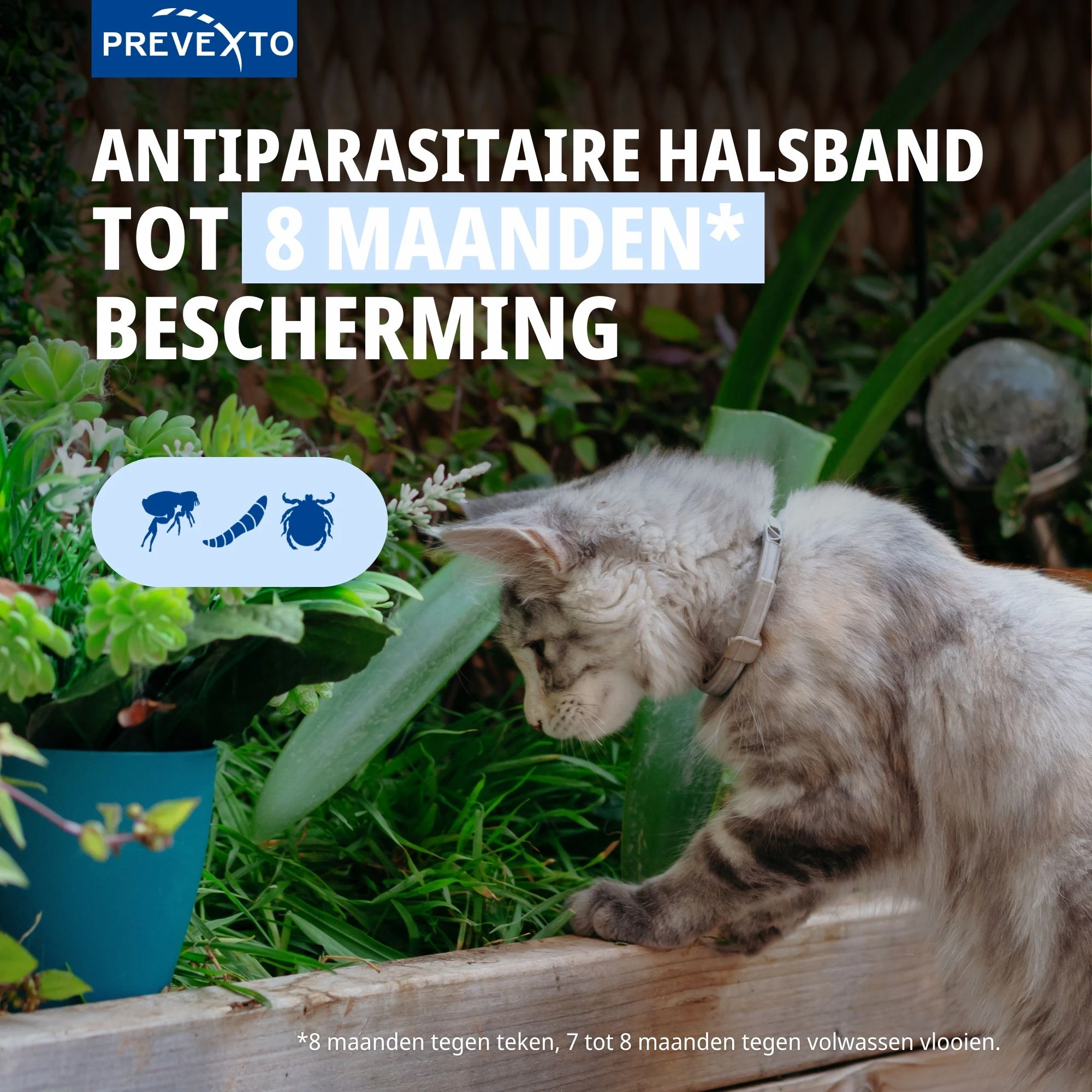 Virbac PreveXto Halsband Kat