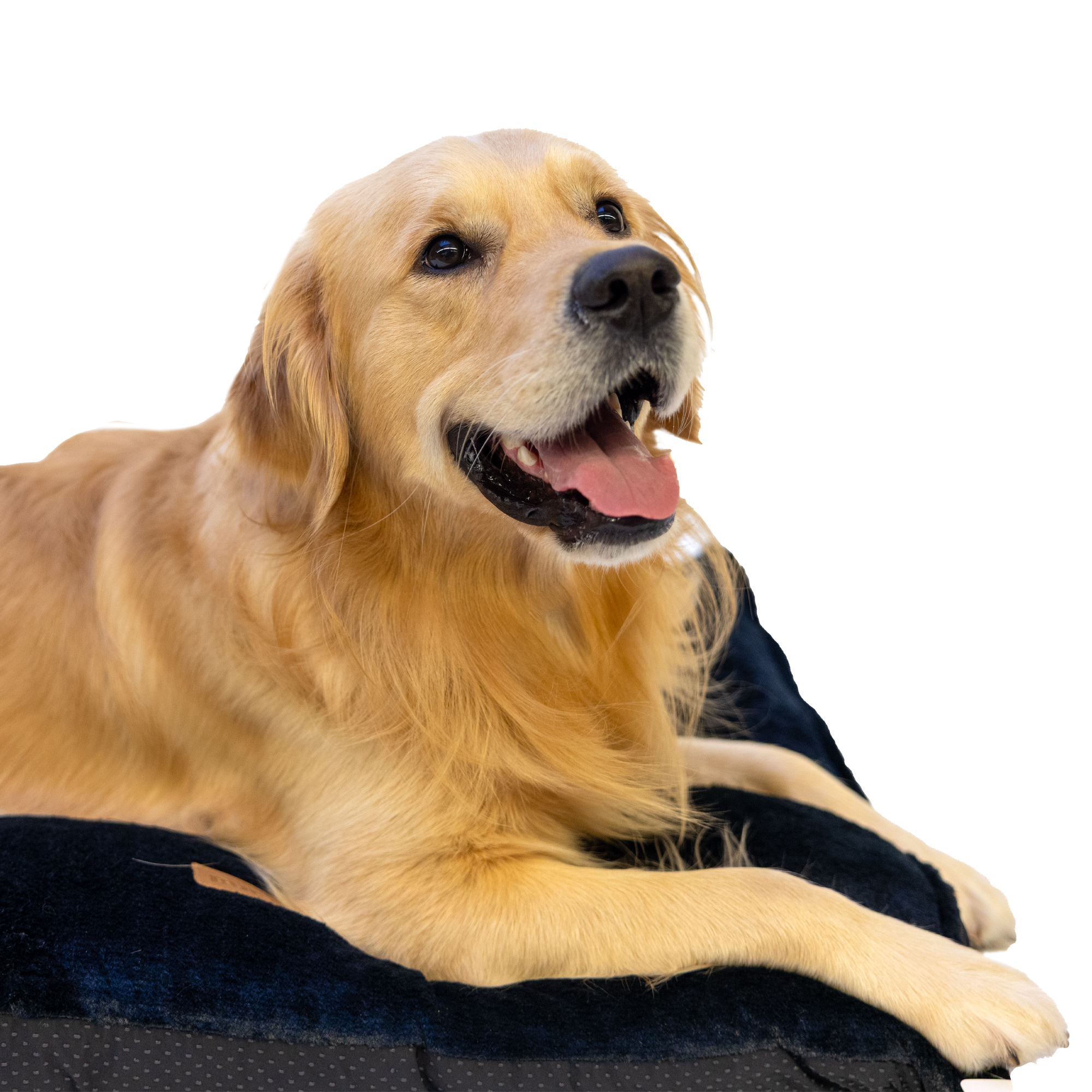 Buckz Dog Cushion Loki