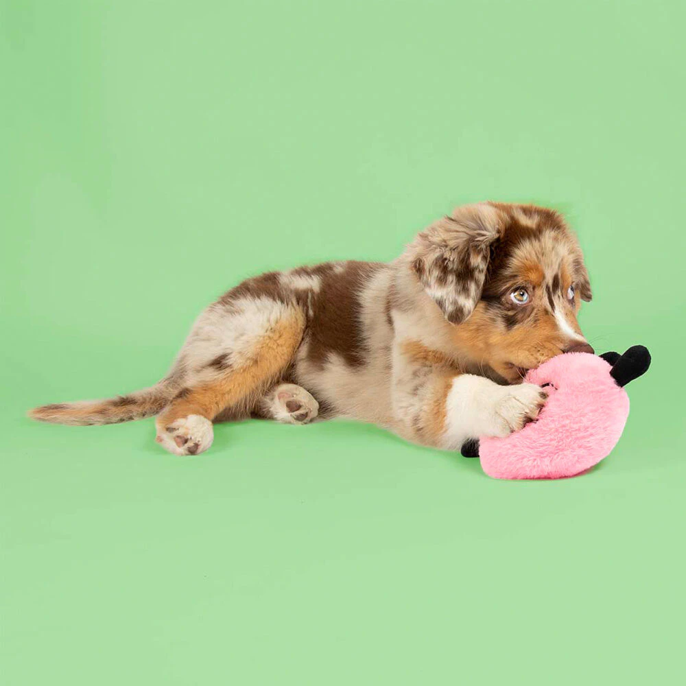 Coockoo Bouncy Buddy