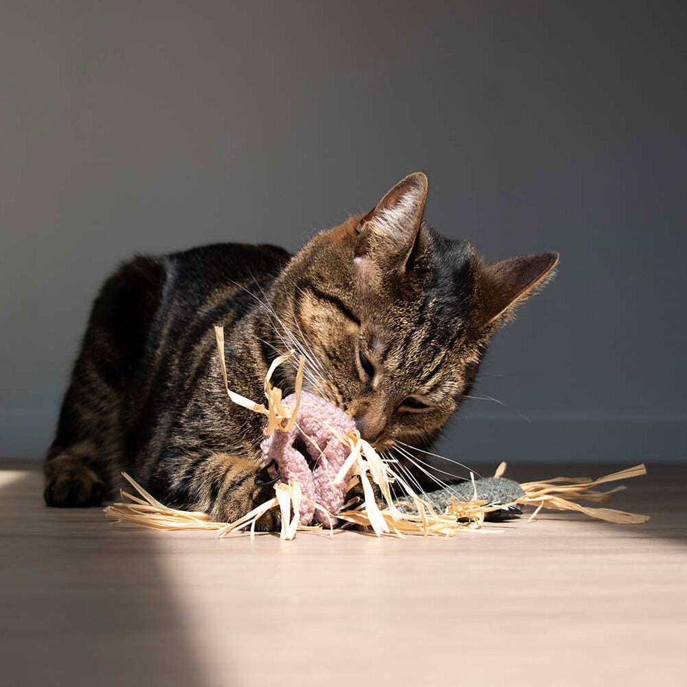 D&D Katzenspielzeug Milly