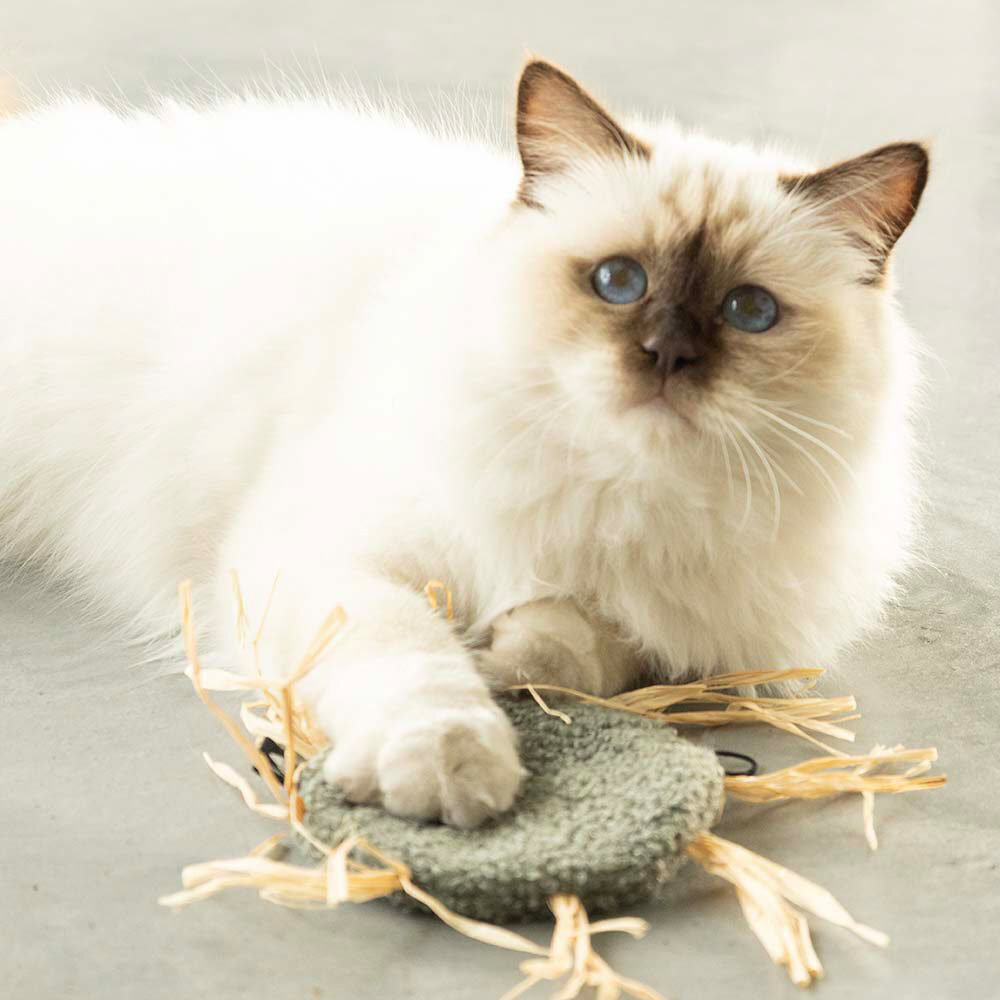 D&D Katzenspielzeug Milly