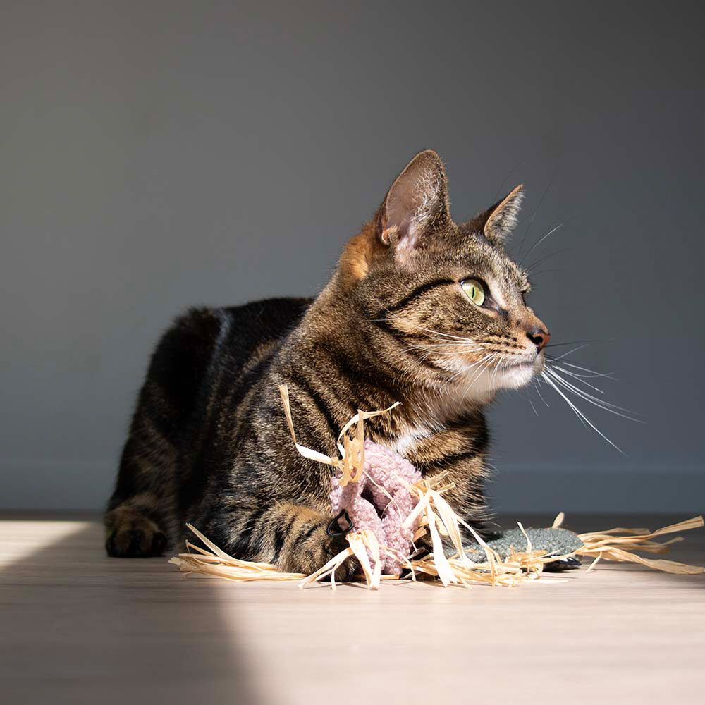 D&D Katzenspielzeug Milly