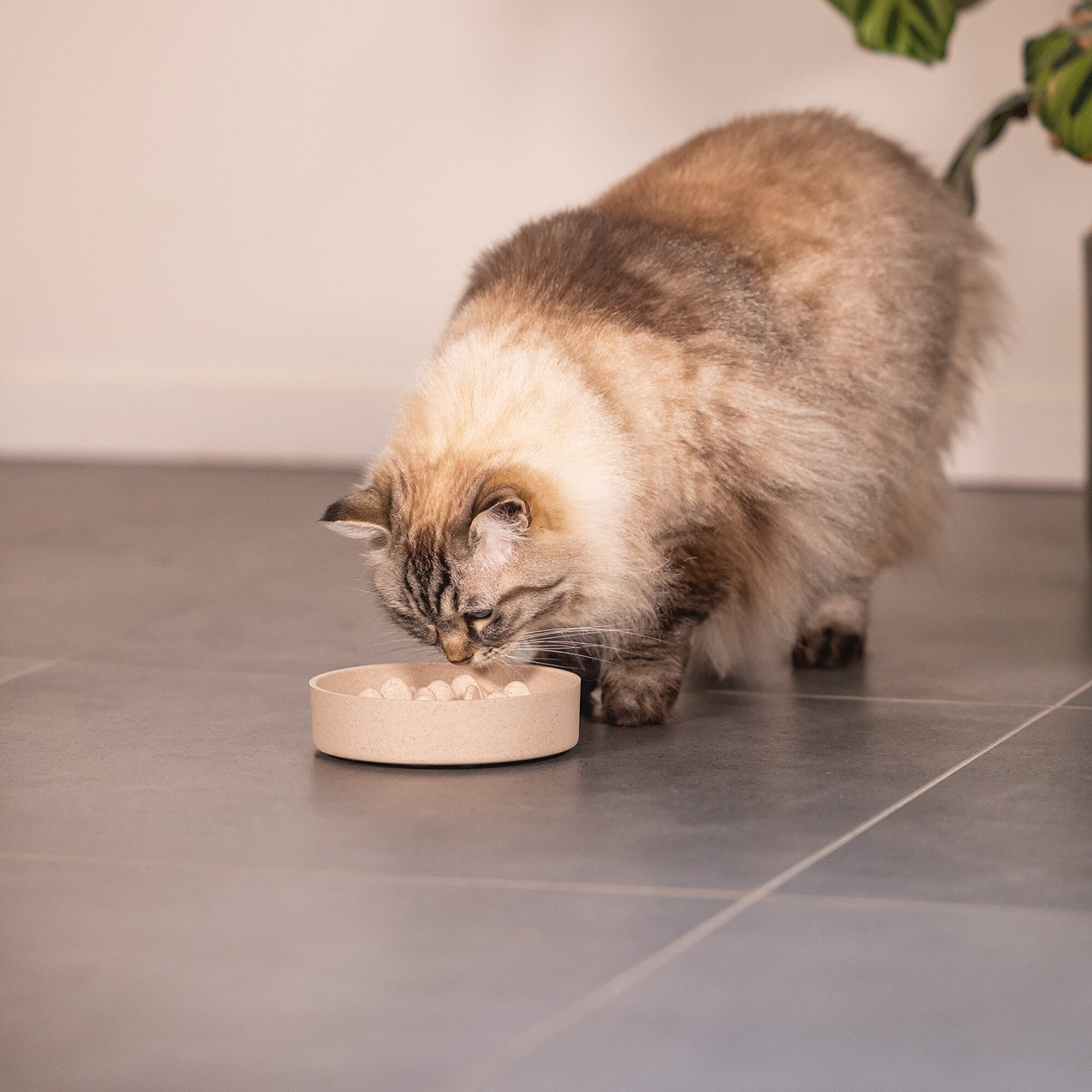 Designed by Lotte Bamboo Anti-Slugeskål Pom - Kat