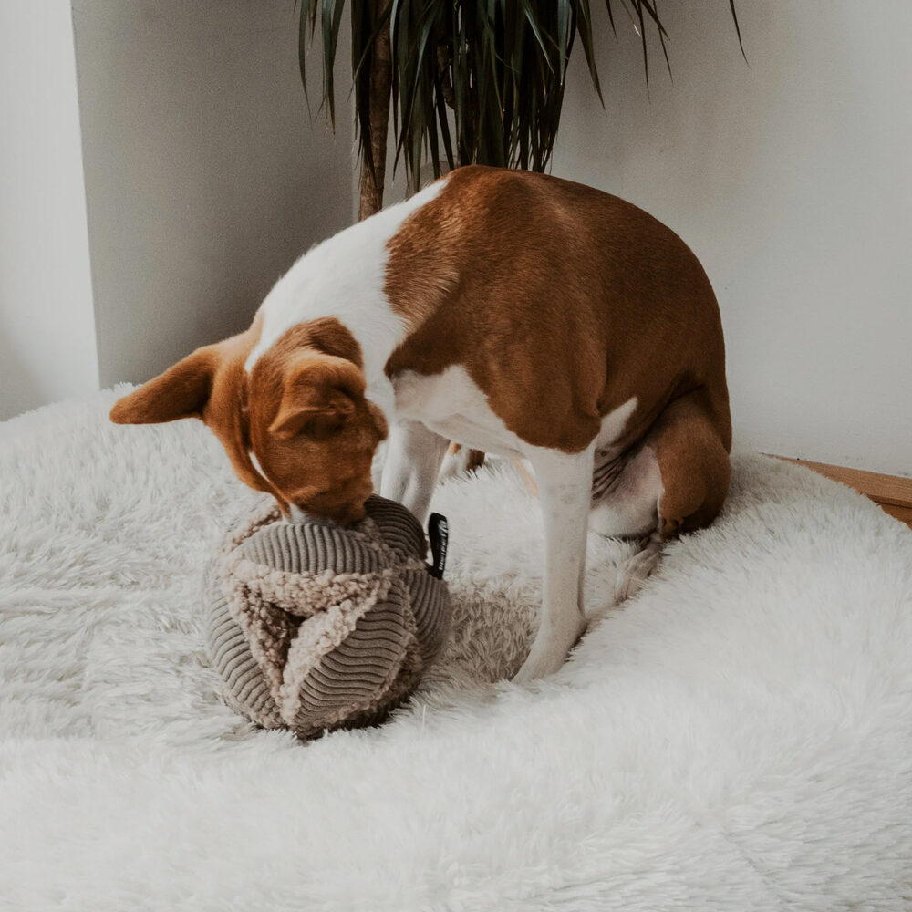 District 70 Bobby Snuffle Ball