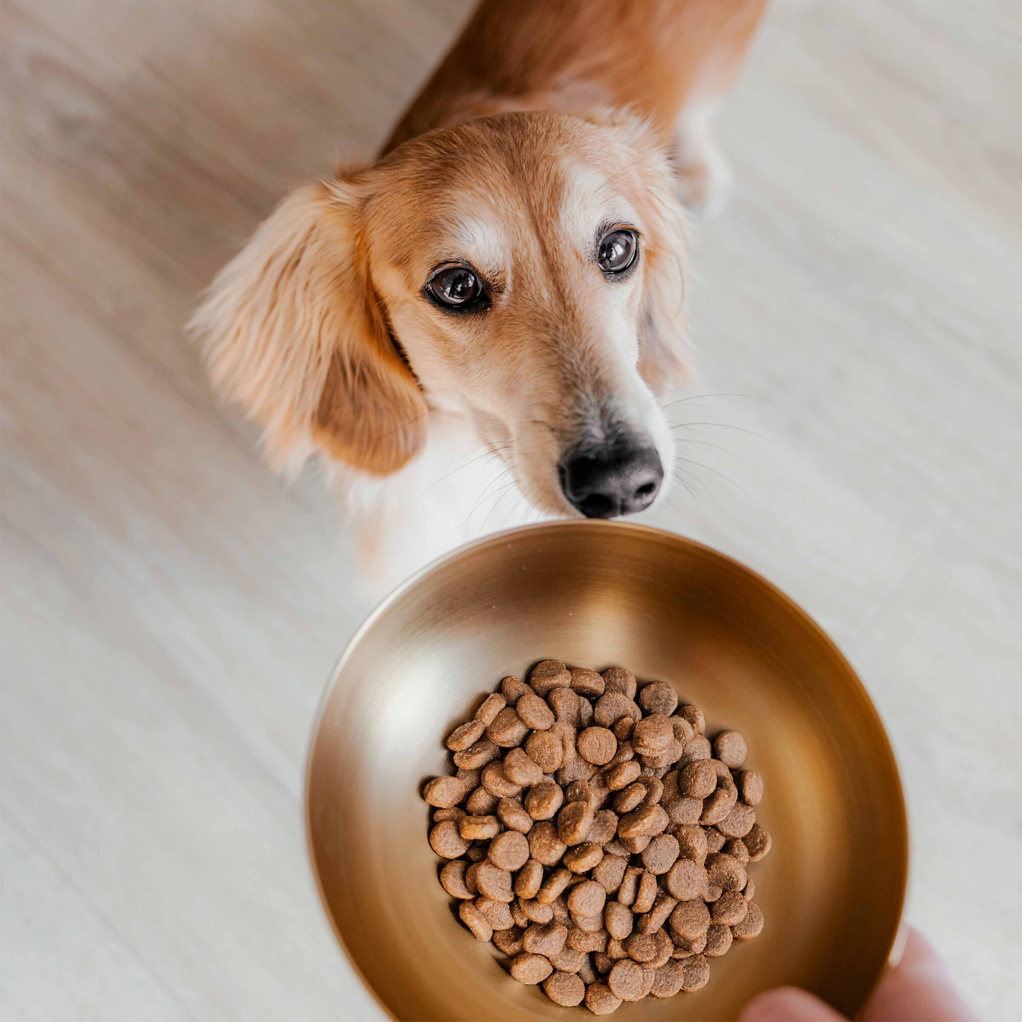 District 70 Royal Edelstahl Hundenapf