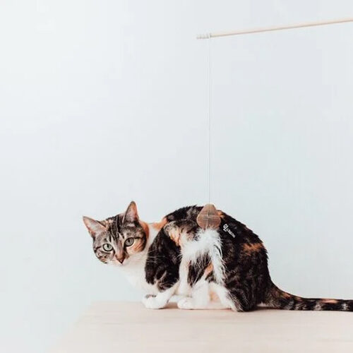 District 70 Smash Kattenhengel