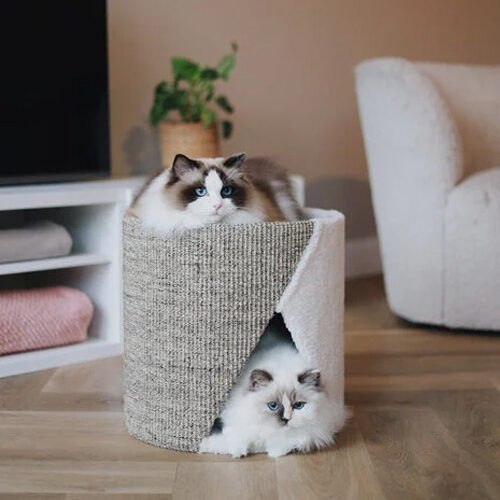 District 70 Unfold Cat scratching barrel Cats Order Vetsend - Main Image