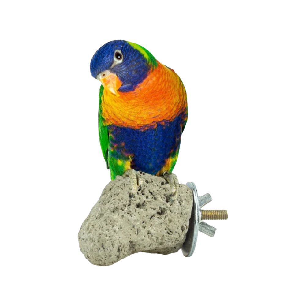 Back Zoo Nature Java Lava Stone