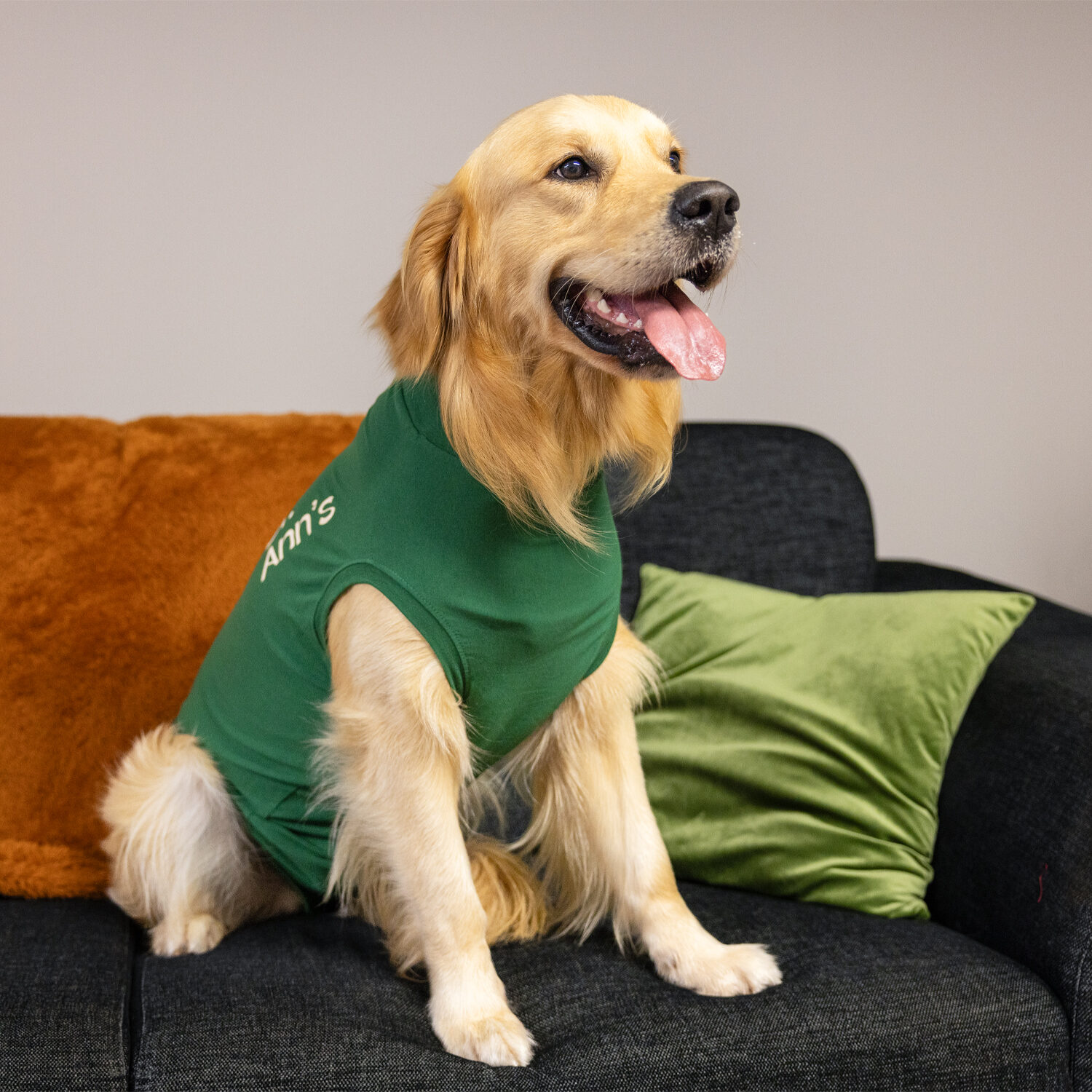 Dr. Ann's Protective Shirt Hund