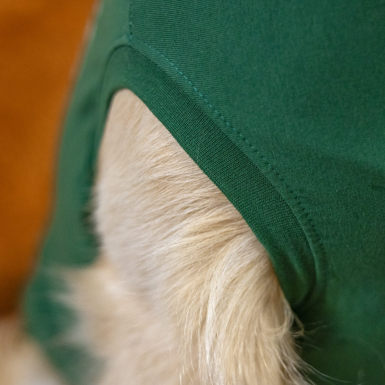 Dr. Ann's Protective Shirt Hund