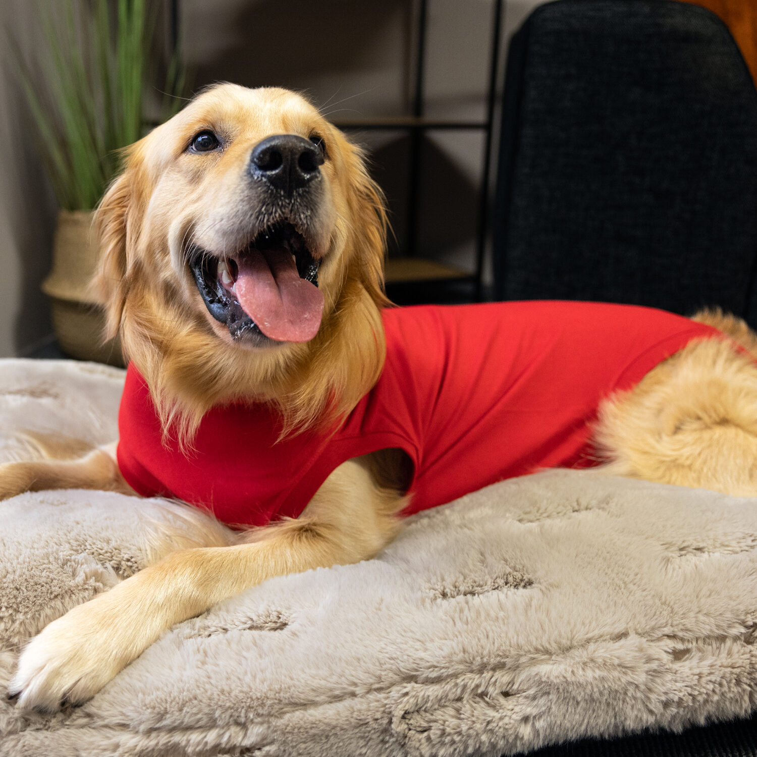 Dr. Ann's Protective Shirt Hund