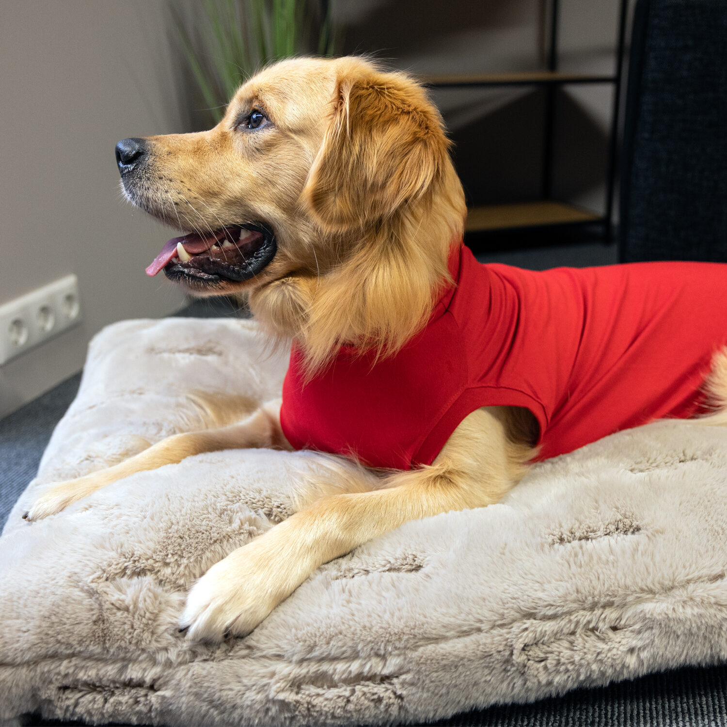 Dr. Ann's Protective Shirt Hund