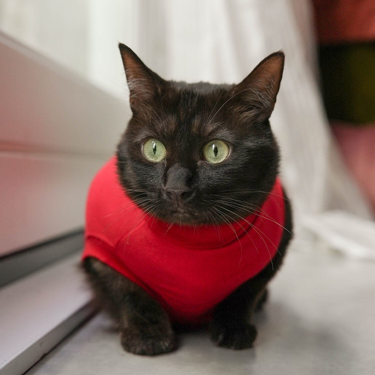 Dr. Ann's Protective Shirt Katze