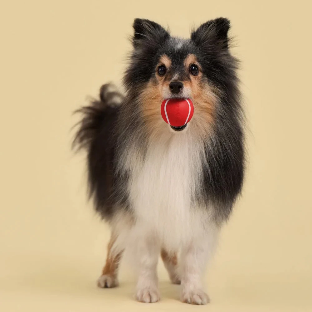 Playology Squeaky Chew Ball