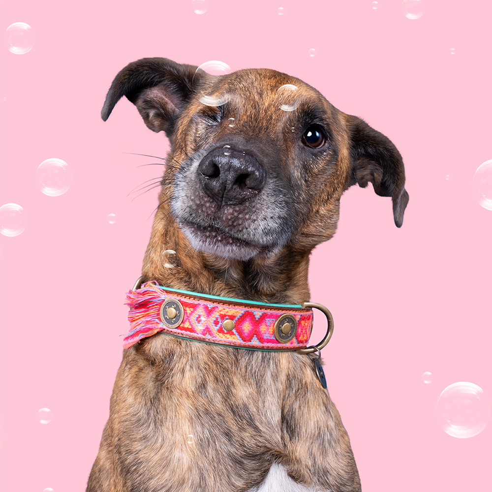 DWAM Dog Collar Boho Rosa