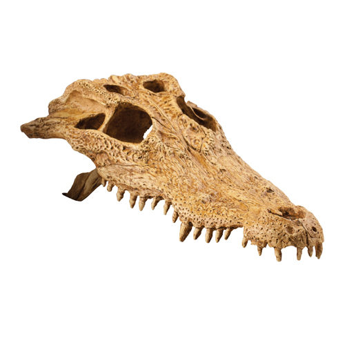 Exo Terra Crocodile Skull