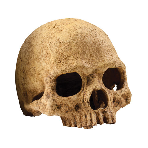 Exo Terra Primate Skull 