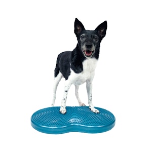 FitPaws TraxDonut Hondentrainer Paars - Speelse Balans En Krachttraining Voor Je Hond