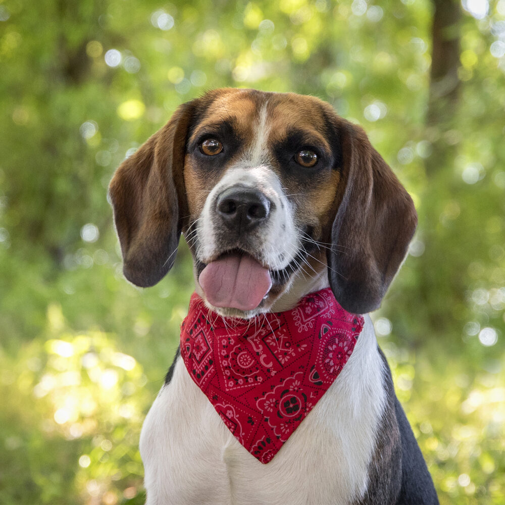 Flamingo Collar with Bandana
