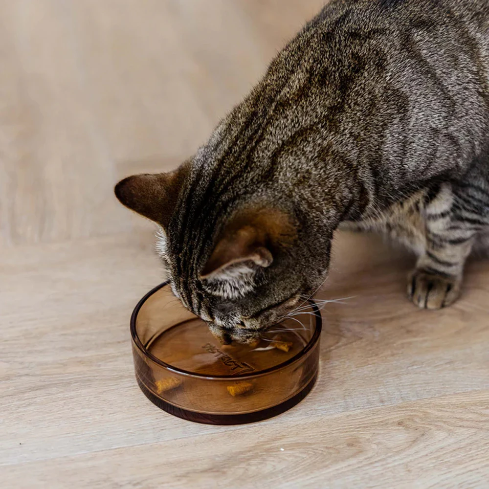 District 70 DAWN Gamelle en verre - Chat