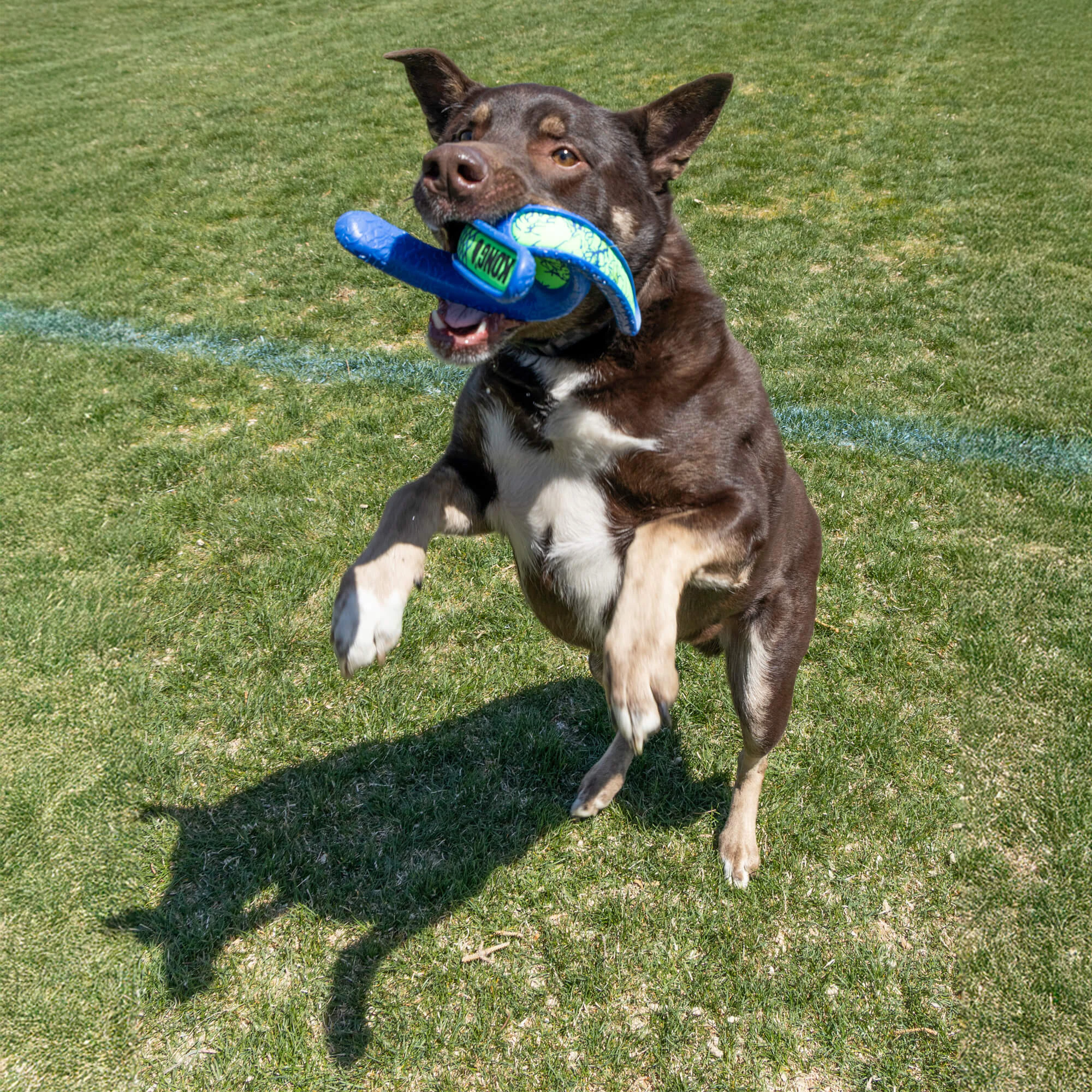 KONG Whirlz Throw