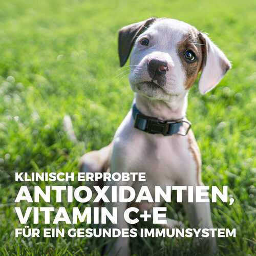 Hill's Puppy Healthy Development Hundefutter Für Große Rassen – Mit Huhn, Trockenfutter Für Welpen
