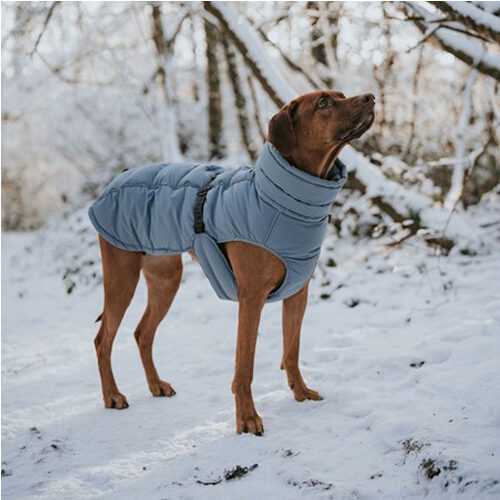 Hunter Manteau pour Chien Paxson