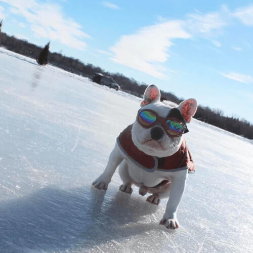 K9 Sport Shades Hundesonnenbrille